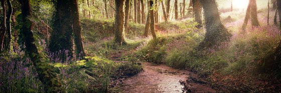 Bluebell Stream