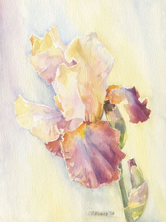 Yellow Burgundy Iris Flower Floral Watercolor Iris Painting Watercolour By Olha Malko Artfinder