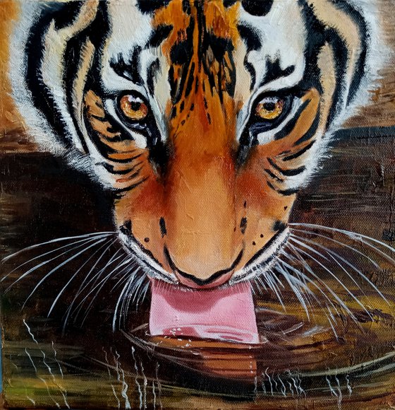 Young Tiger drinks Water