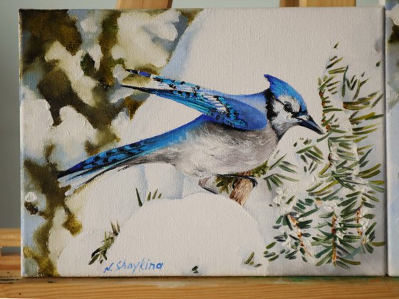 Blue Jay on Snowy Branches