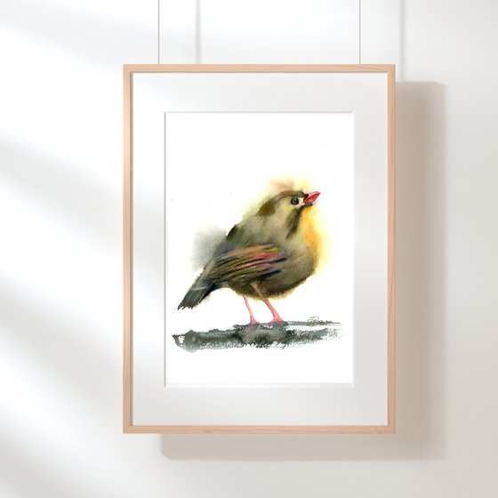 Red-billed leiothrix