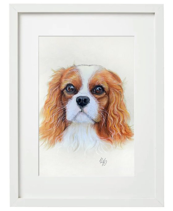 Gentle Cavalier King Charles Spaniel Portrait