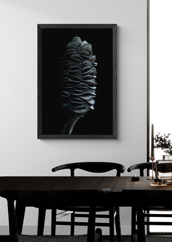 Coast Banksia Seed Pod
