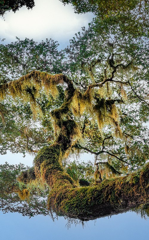 Lace of The Forest by Nick Psomiadis