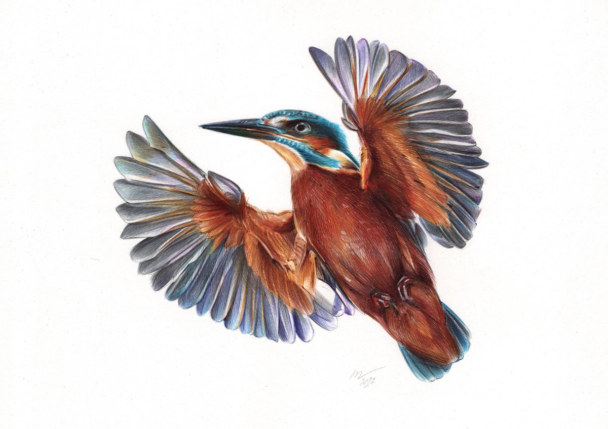 Photorealistic Animal Drawing By Daria Maier, 13 X 9, River Kingfisher, Original Artwork