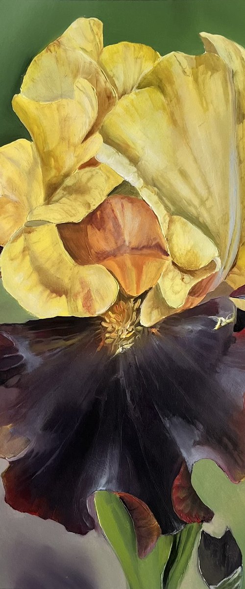 Yellow Burgundy Irises by Myroslava Denysyuk