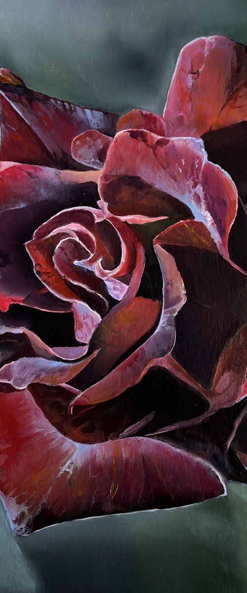 Burgundy rose by Myroslava Denysyuk