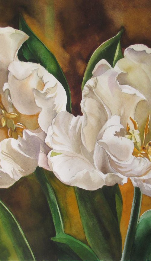 white parrot tulips by Alfred  Ng