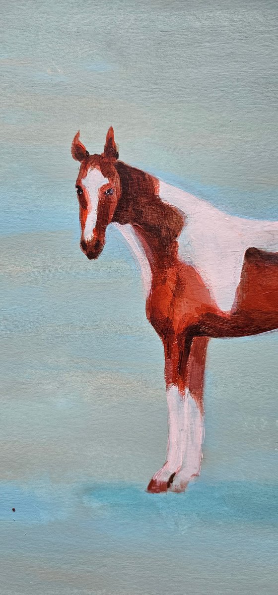 Pinto skewbald horse on blue