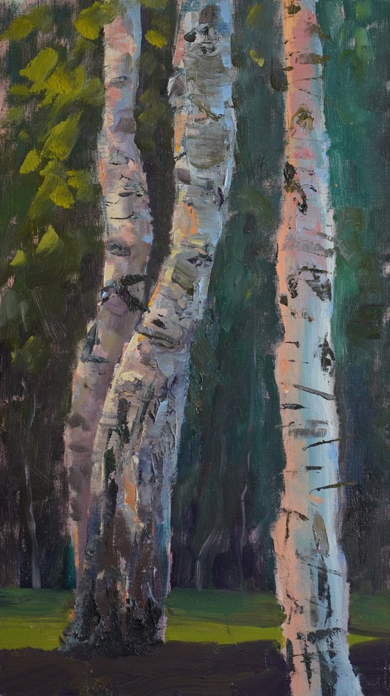 Sunset between birch trees