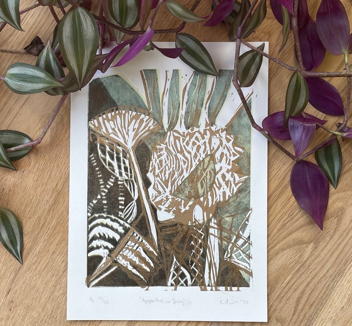 Agapanthus in Spring Linocut by C Staunton