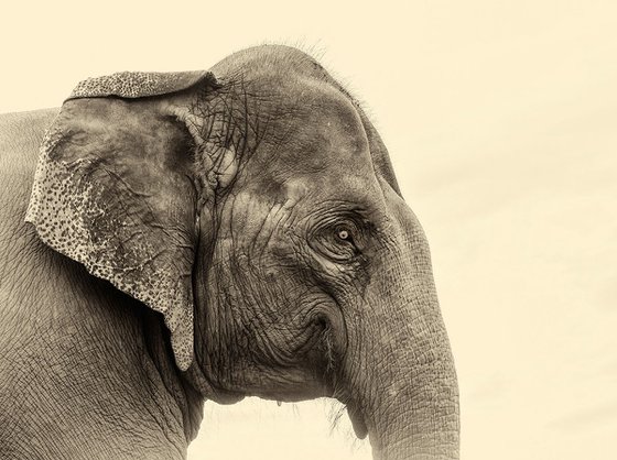 ELEPHANT WISDOM