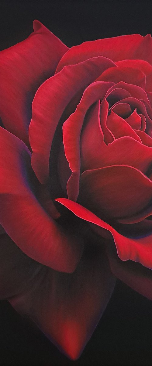 "Red rose", on black background by Anna Steshenko