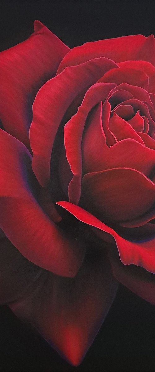 "Red rose" by Anna Steshenko