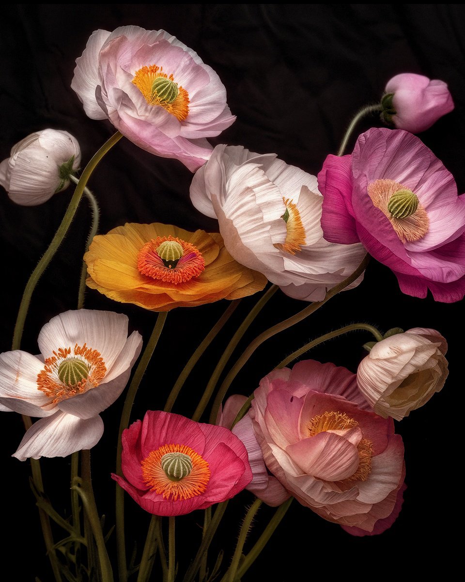 Photorealistic Botanical Photograph By Michael Filonow, 34 X 42", Poppies 85, Original Artwork