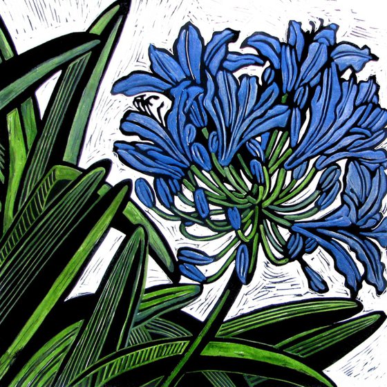 AGAPANTHUS