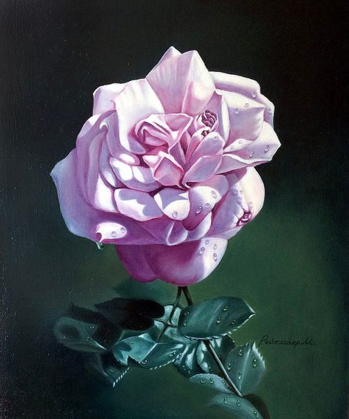 Pink Rose by Morgana Rey