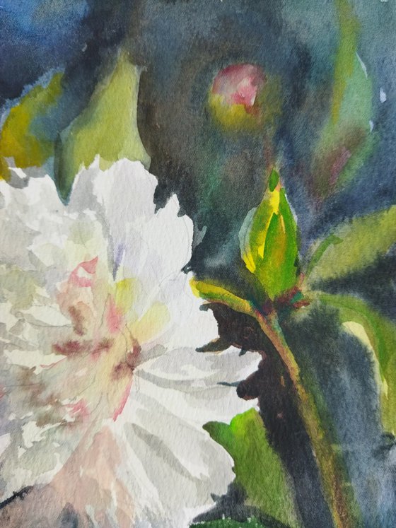 White Peony Glow