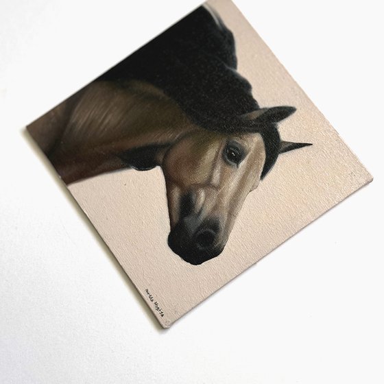 Horse Portrait 16