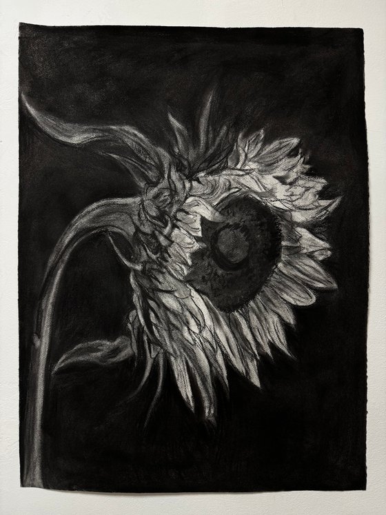 Sunflower In Charcoal