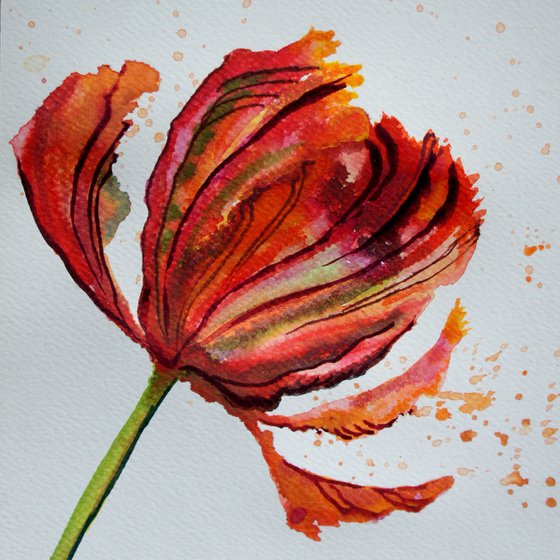 Parrot Tulip