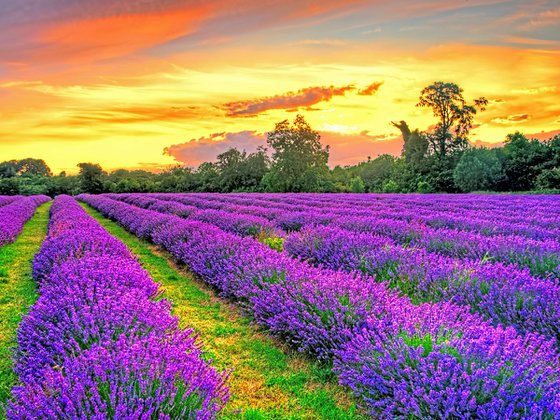 Sunset over Lavender Fields