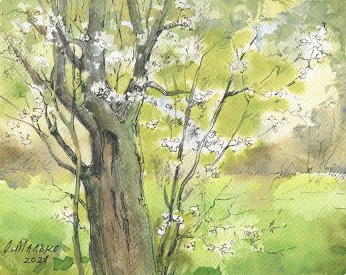 Spring again. A trunk of an old plum tree / Original watercolor sketch. Landscape painting. Small size pictures by Olha Malko