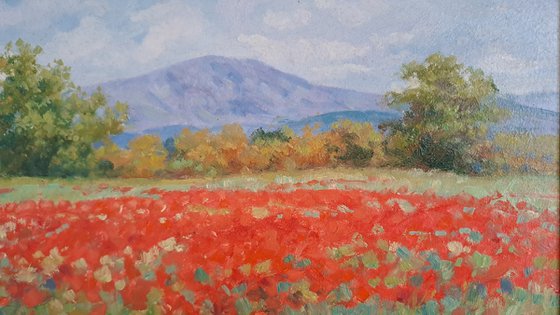 Poppies in Tuscany