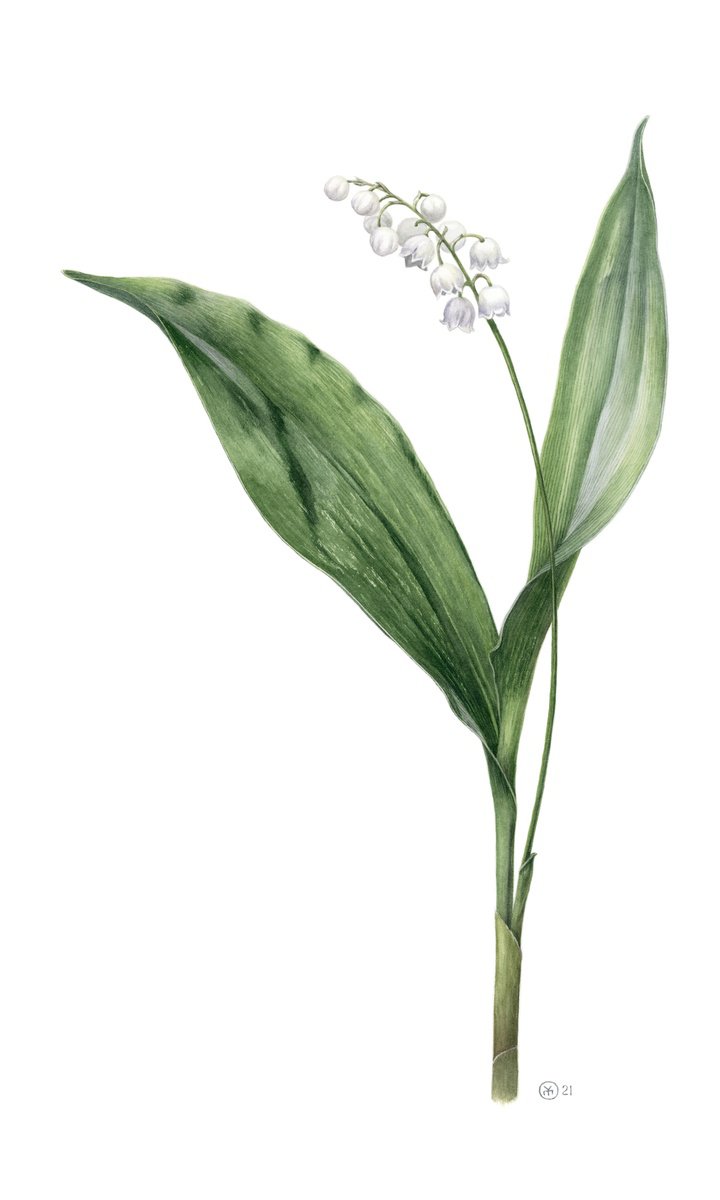 Photorealistic Botanical Watercolour By Yuliia Moiseieva, 12 X 20", Lily Of The Valley, Original Artwork