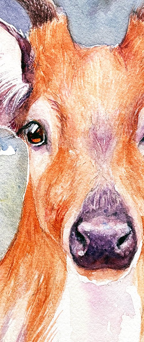 Wild Grace-Chital by Arti Chauhan