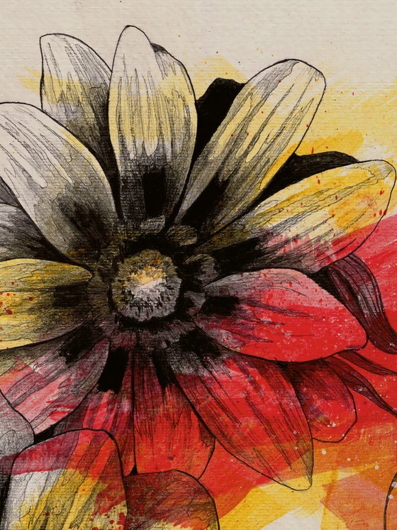 Floral Series: Gazania Rigens
