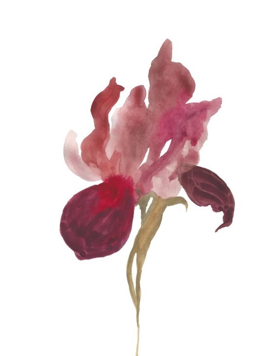 Iris No. 24