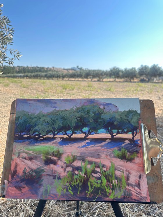 Olive trees