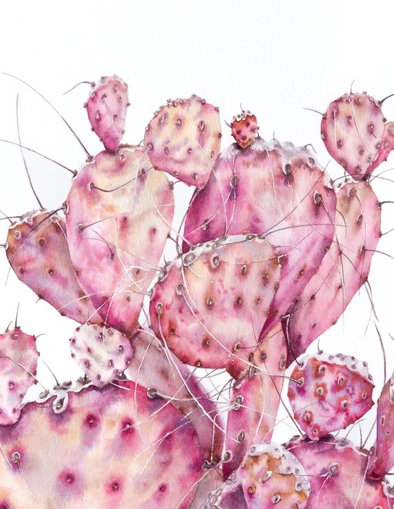 Pink opuntia cactus