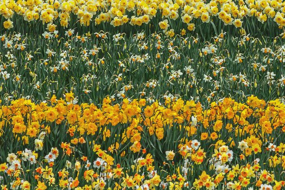 Daffodil Abstract