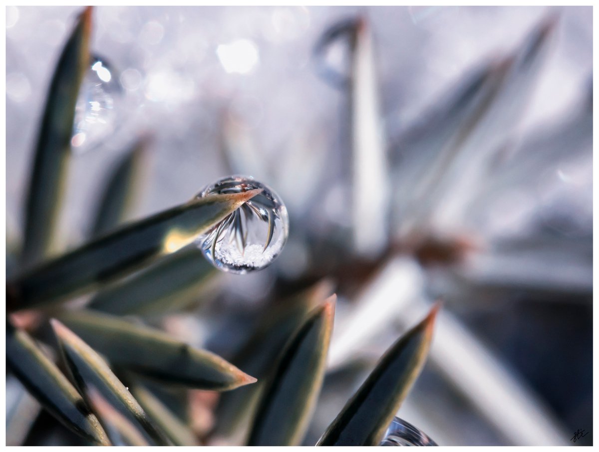Beautiful winter - macro photography of a drop on the pine tree needles. Green, grey, whit... by Inna Etuvgi