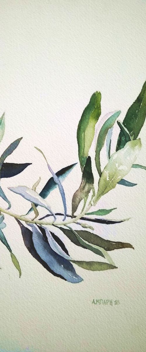 Olive tree leaves by Alexandra Bari