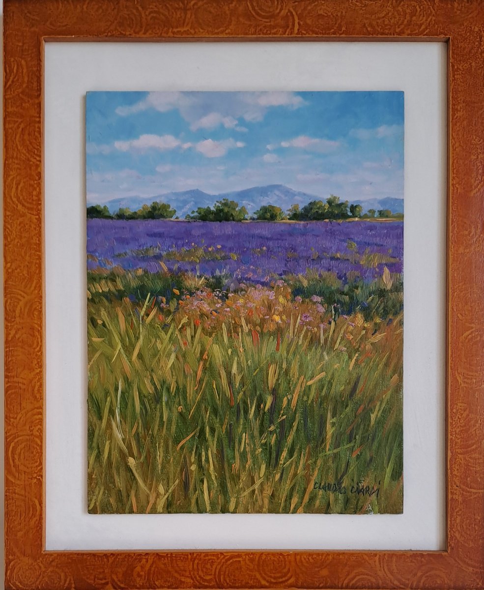 Fields of lavander by Claudio Ciardi