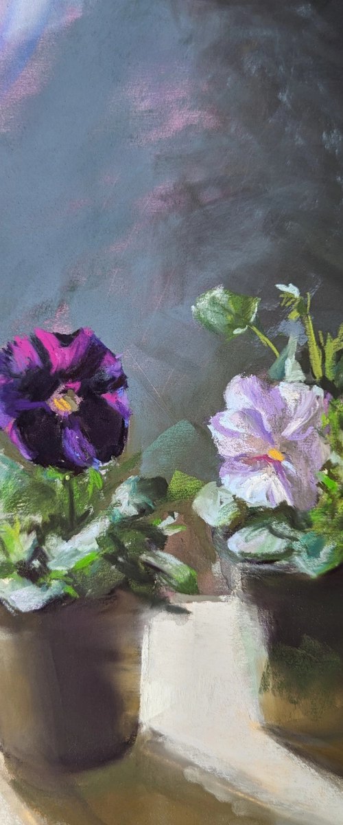 Pansies by Silja Salmistu