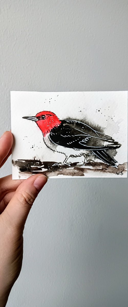 Red-headed woodpecker #4 by Svetlana Wittmann