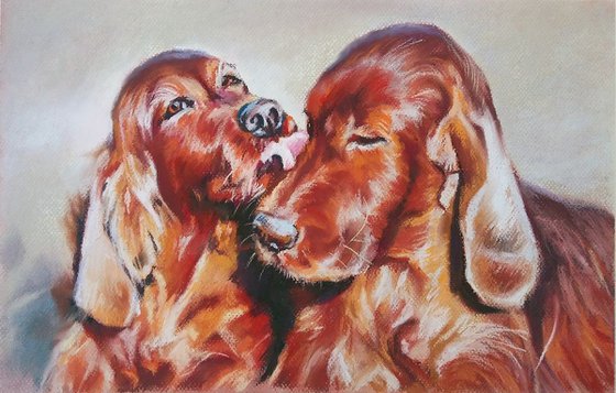 Cocker spaniels