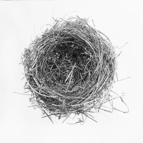Nest III by stefano azario