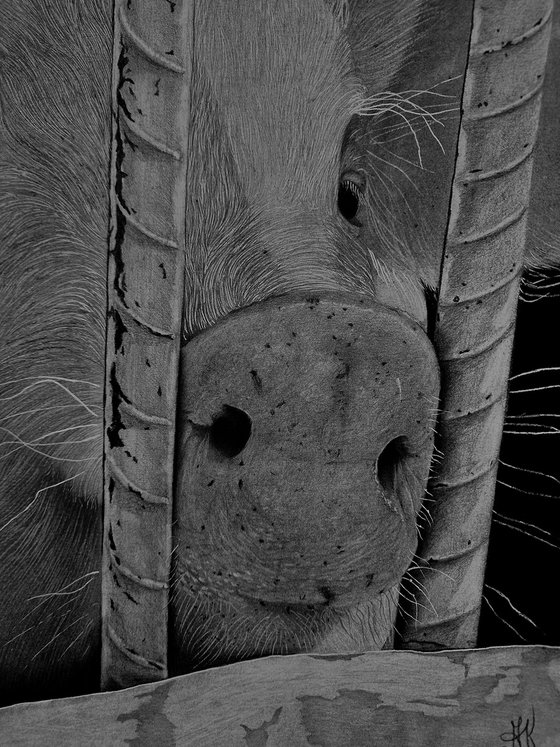 "Nosey"