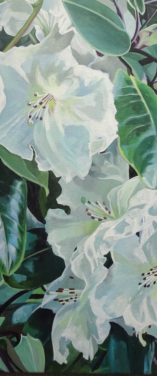 Rhododendrons In The Sunlight by Joseph Lynch
