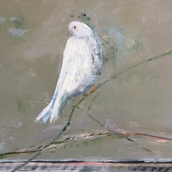 White, White Dove