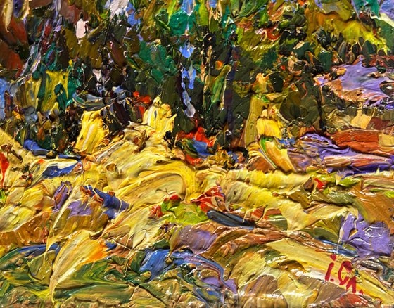 Corn fields in the village