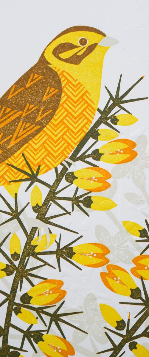 Yellow Hammer in the Gorse by Ashley Hutchinson