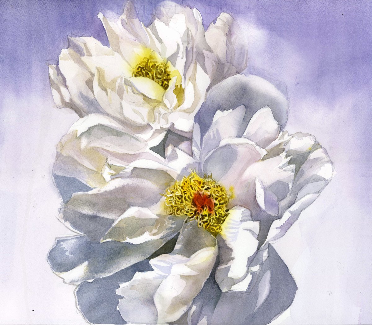 white roses watercolor floral by Alfred Ng | Artfinder