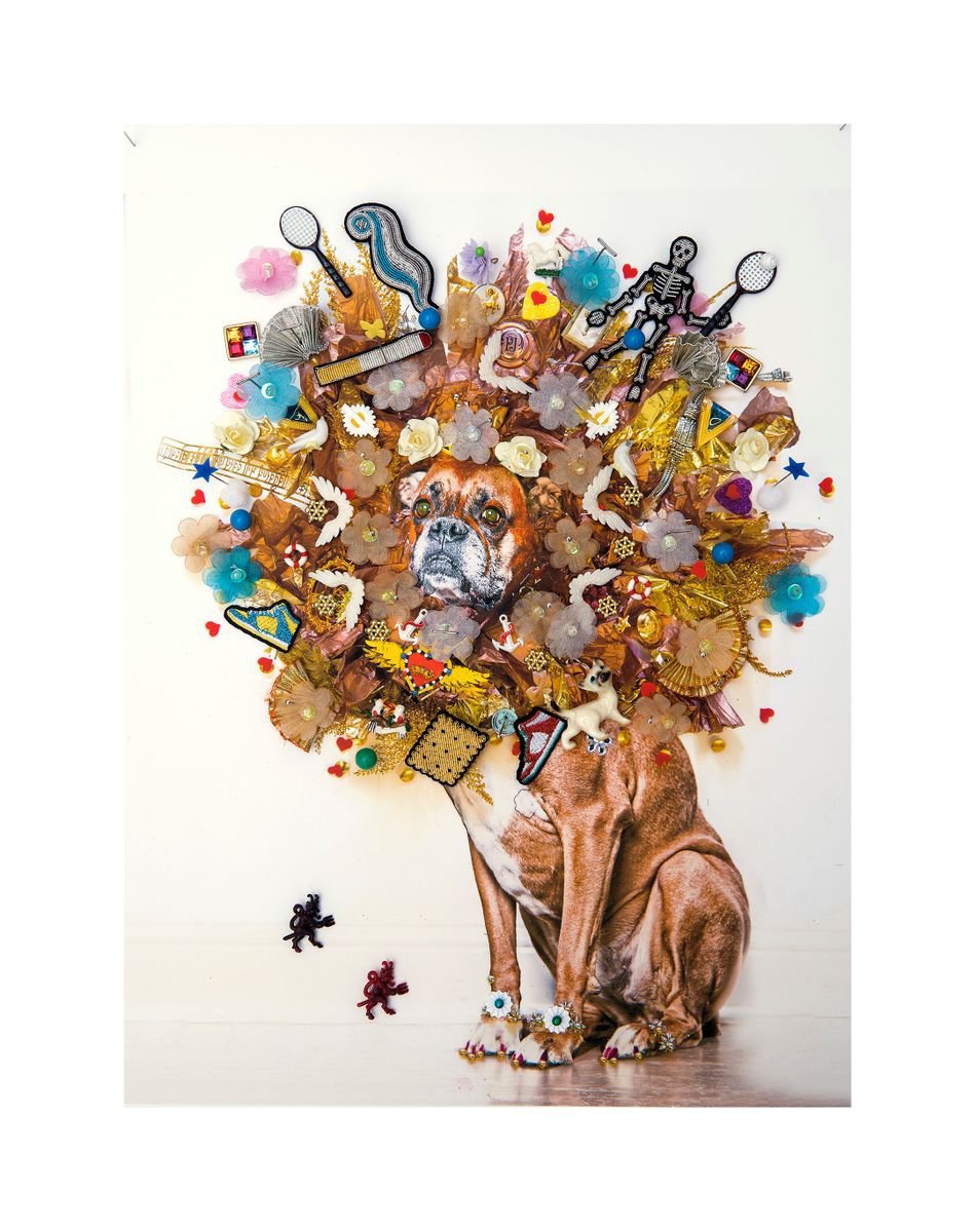 Urban And Pop Animal Photograph By B-Brown & Scheinmann, 22 X 26, Lucy (Gold), Original Artwork