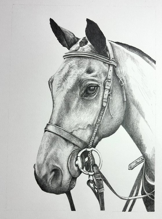 COMMISSION Purito - Polo Pony